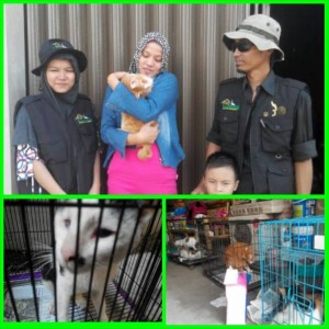 Unyu bersama Aunty Meyrina pemilik barunya. Kucing lucu ini dikirim langsung oleh Rumah Kucing dari Bandung ke Jogjakarta