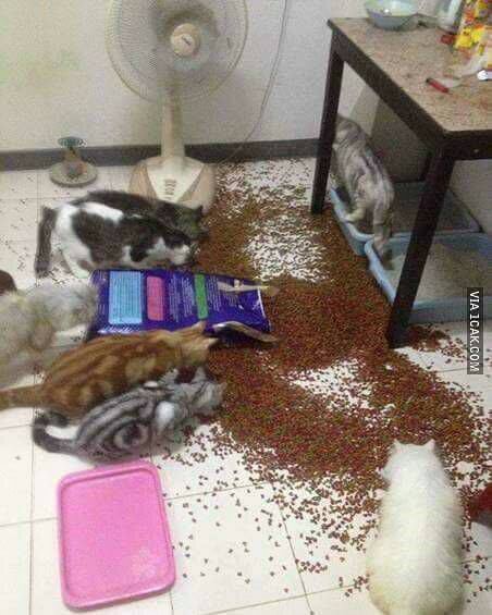 Tragedi Dry Food- Party Time