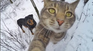 kerennya kucing selfi