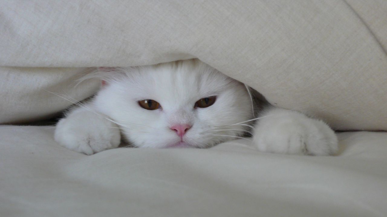 alasan 1 : mencari kehangatan. Kucing bersembunyi untuk mencari kehangatan.