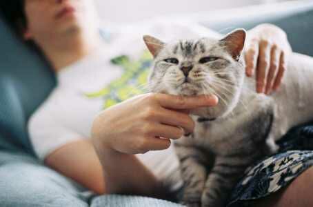 Orang yang penyayang kucing cenderung introvert.