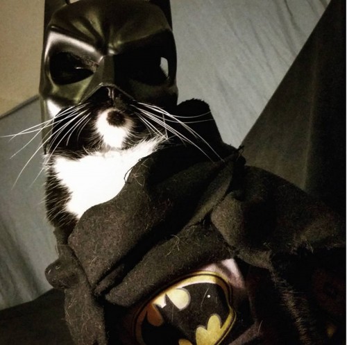 Cosplay Bat Man. Gambar: japanesestation.com
