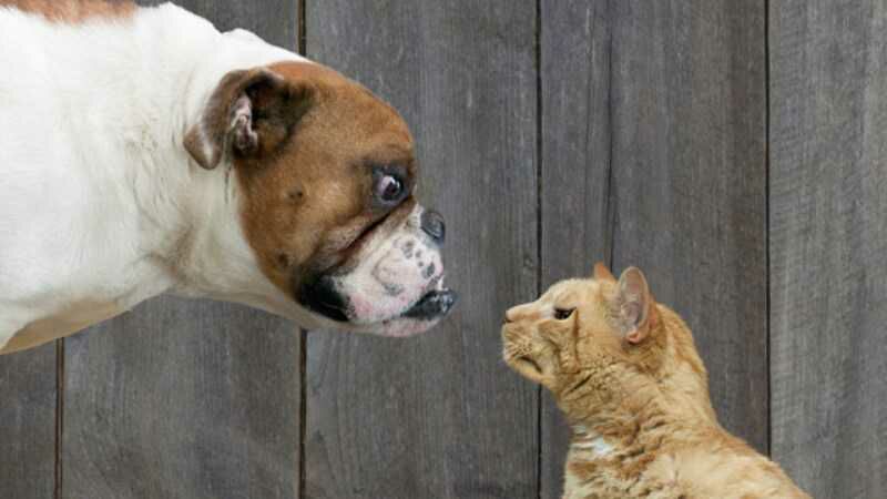 Seekor kucing melawan 7 anjing Pitt Bul. Gambar: Daily Mail