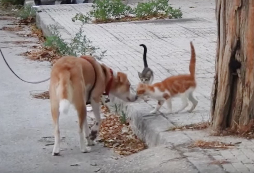 meli, anjing bak hati yang setiap harinya memberi makan kucing-kucing liar. gambar: Lovemeow