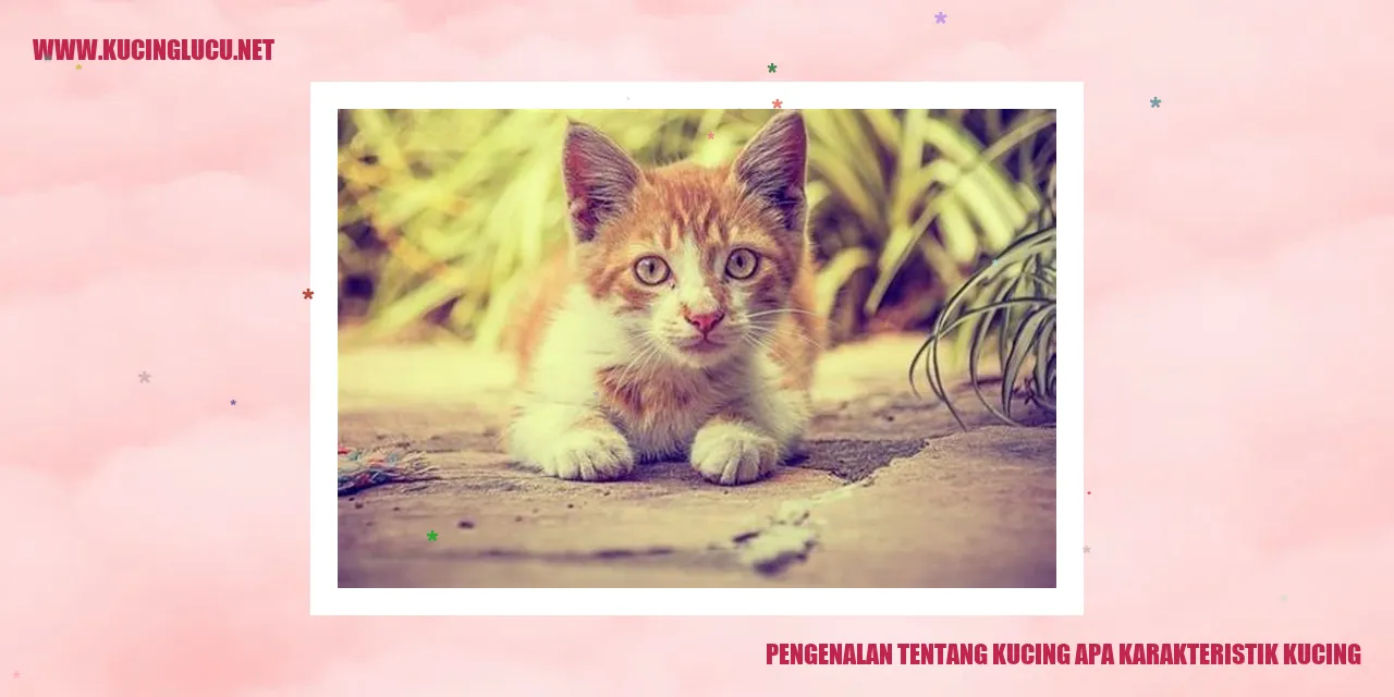 Karakteristik Kucing Pengetahuan Dasar Tentang Terompet Bula Kucing