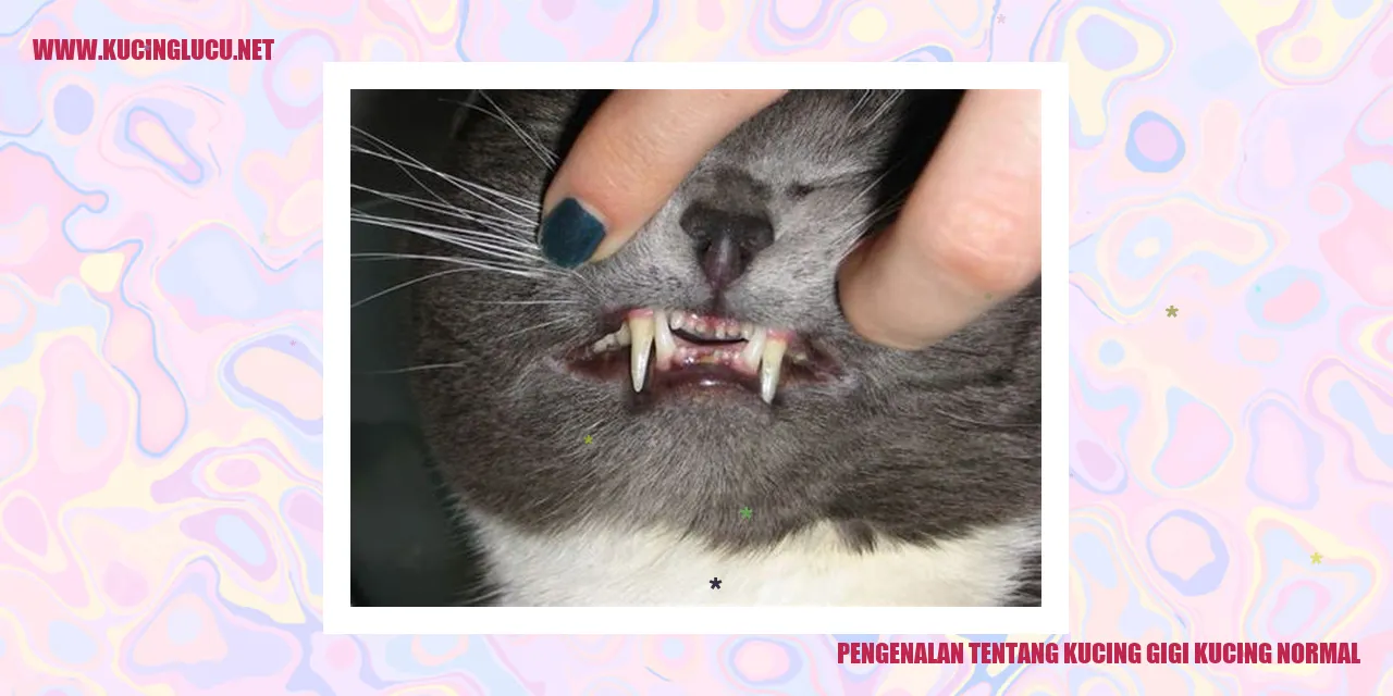 Gigi Kucing Normal Pentingnya Merawat Kesehatan Gigi Kucing Anda