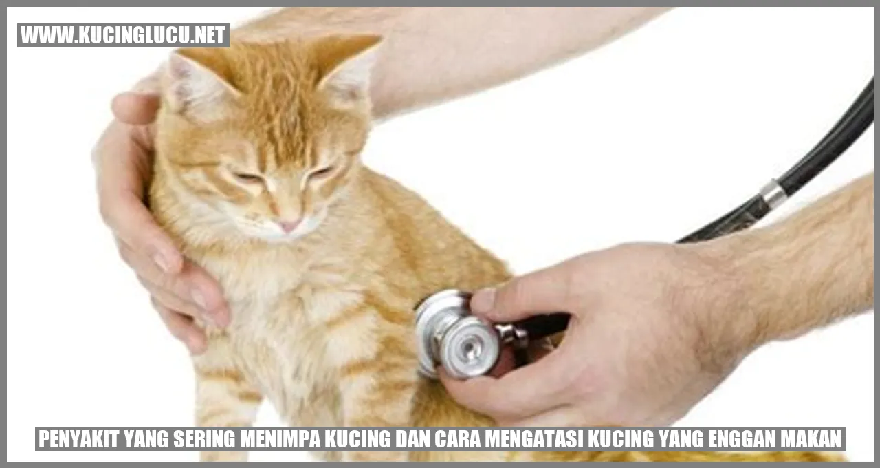 Cara Mengatasi Kucing Tidak Mau Makan Dengan Efektif Kucing Lucu Net