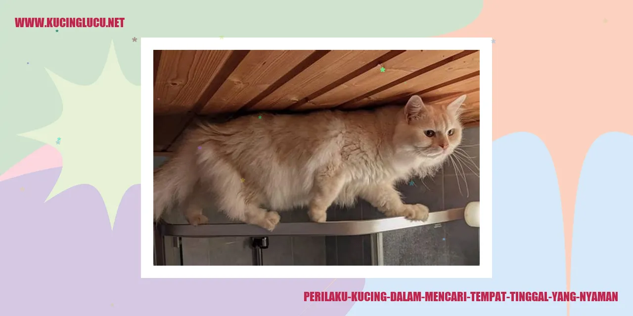 Membeli Kucing Dalam Karung Risiko Dan Tantangan Yang Harus Dihadapi