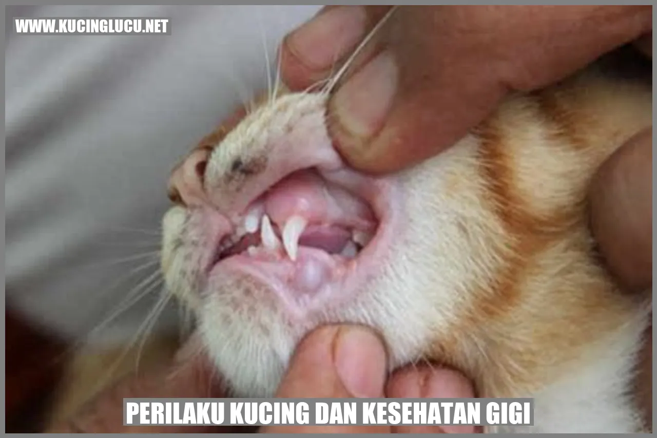 Kucing Dan Kesehatan Gigi Pentingnya Perhatikan Kesehatan Gigi Kucing