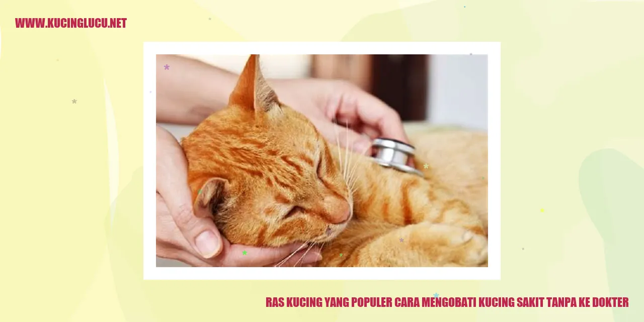 Cara Mengobati Kucing Sakit Tanpa Ke Dokter Kucing Lucu Net