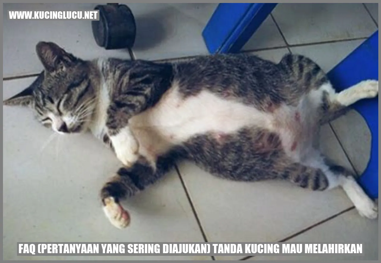 Tanda-tanda Kucing Mau Melahirkan Yang Wajib Diwaspadai | Kucing Lucu Net