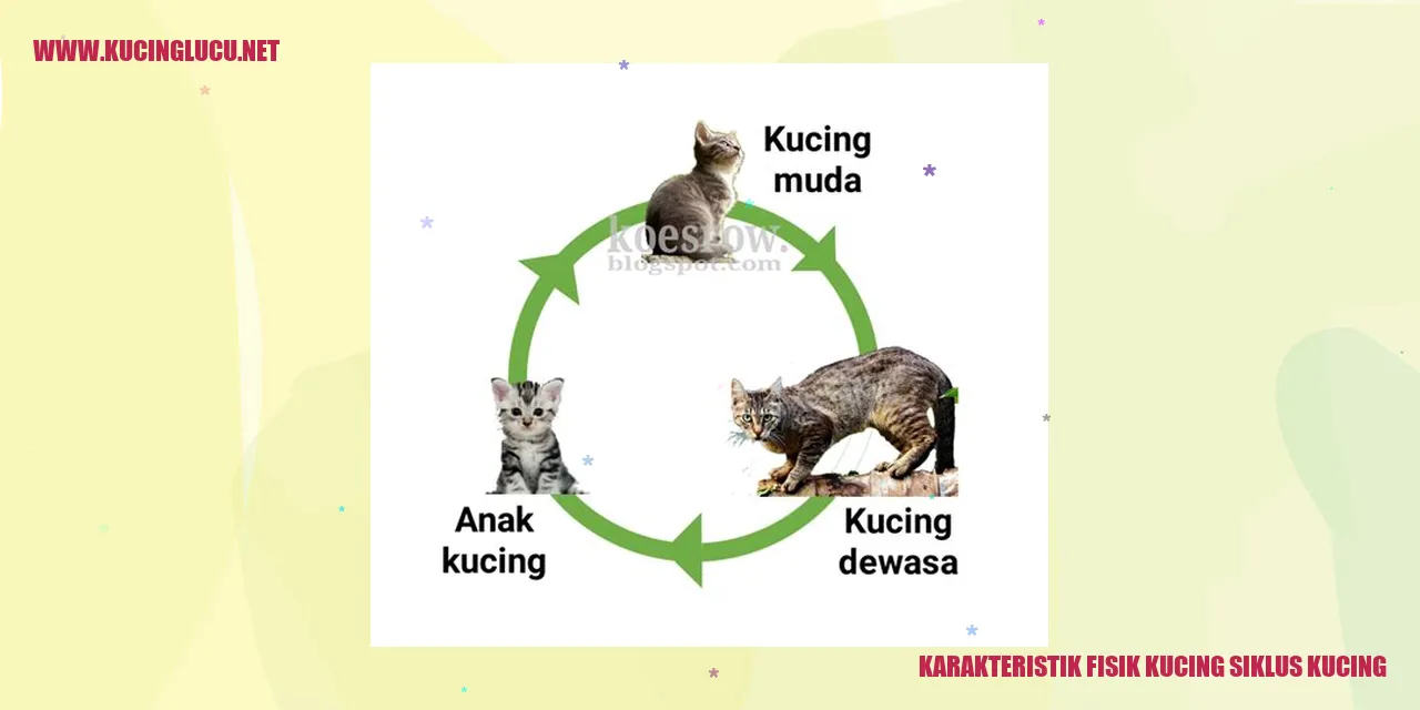 Siklus Kucing: Pertumbuhan, Pembiakan, Dan Perilaku | Kucing Lucu Net