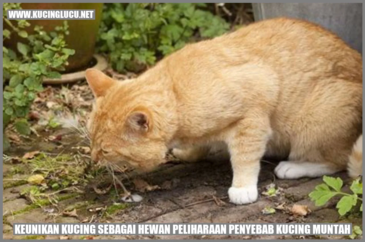 Penyebab Kucing Muntah: Apa Yang Harus Diketahui Pemilik Kucing ...