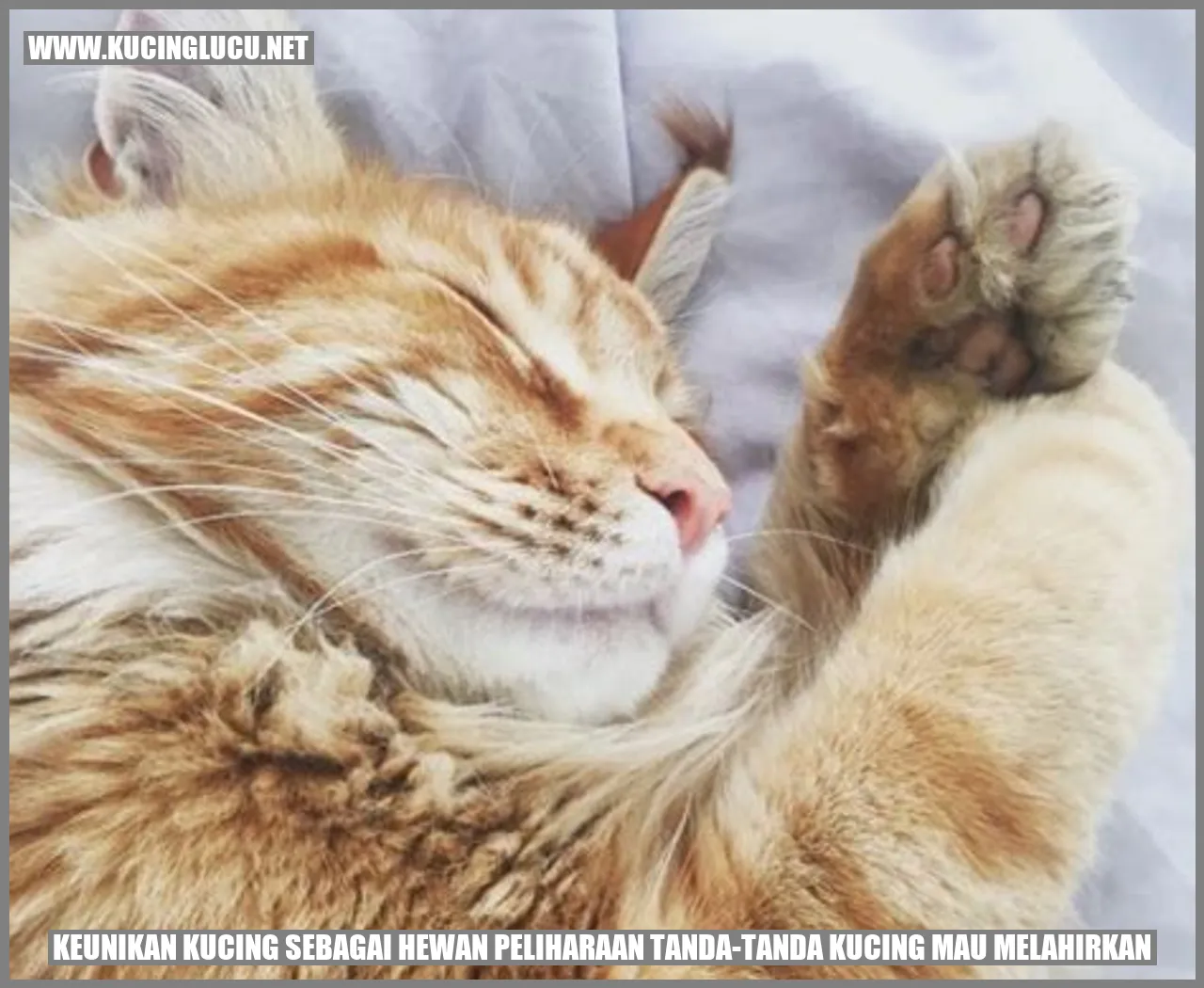 Tanda-tanda Kucing Mau Melahirkan: Diperhatikan Dan Dipahami Dengan ...