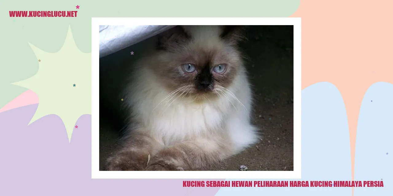 Harga Kucing Himalaya Persia Fakta Menarik Dan Kisaran Harganya