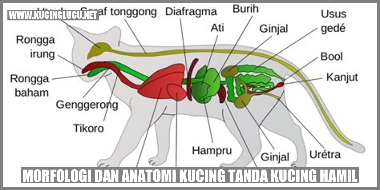 Tanda Kucing Hamil: Mengenali Gejala Dan Perubahan Fisik Pada Kucing ...