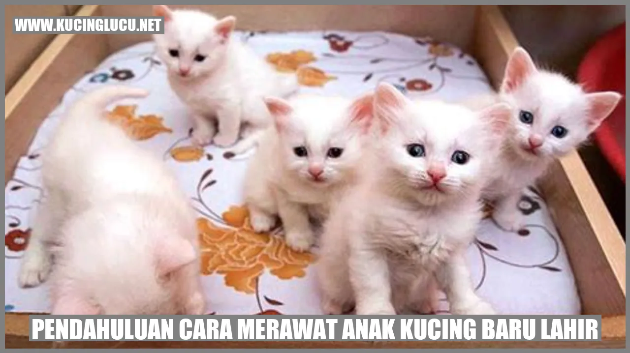 Cara Merawat Anak Kucing Baru Lahir Dengan Benar | Kucing Lucu Net