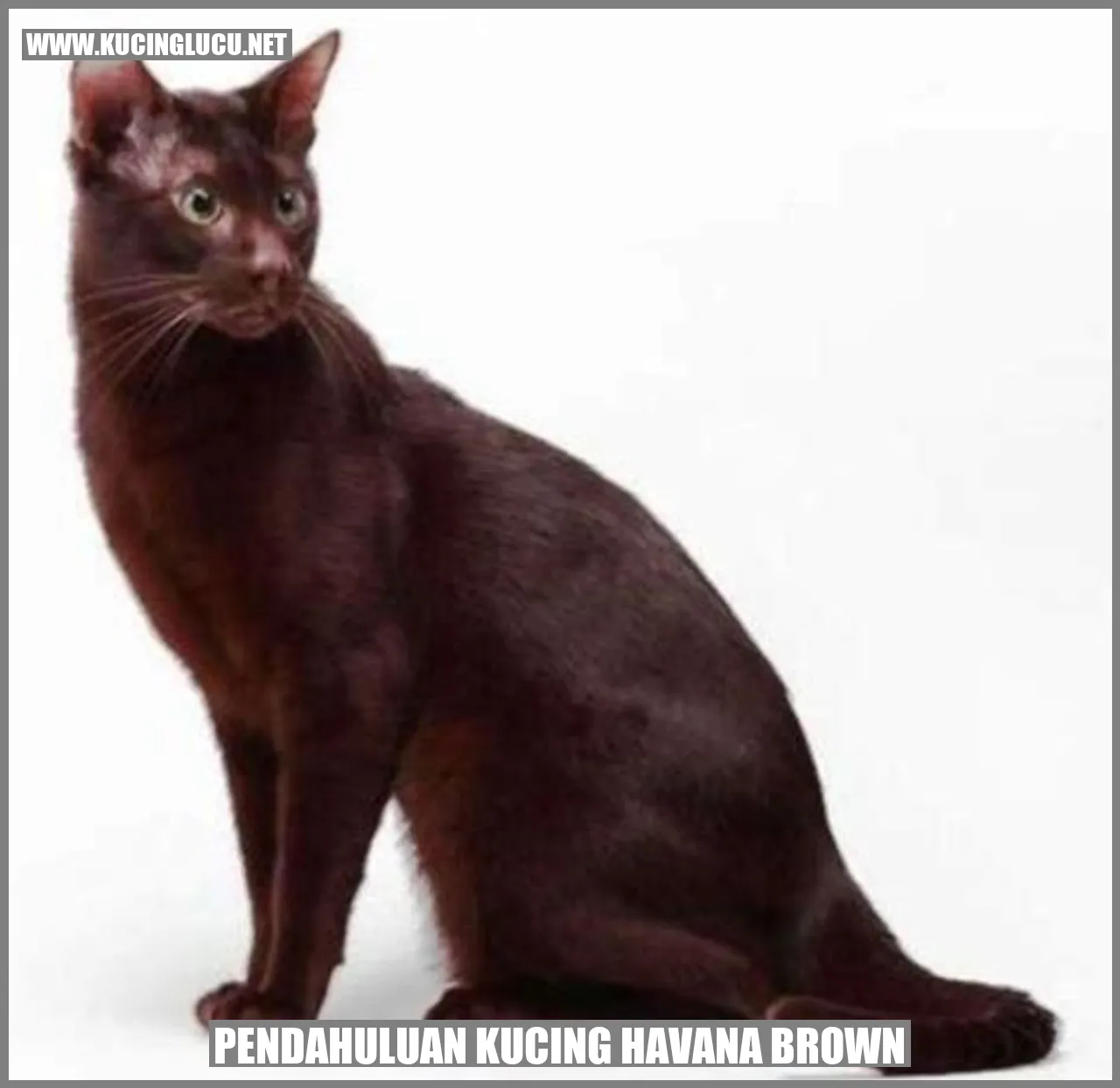 Kucing Havana Brown: Elegant Dan Penuh Pesona | Kucing Lucu Net