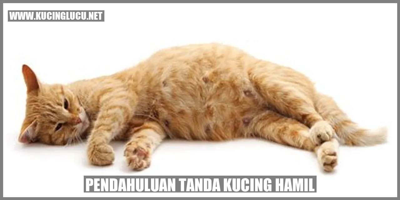 Tanda Kucing Hamil: Mengenali Gejala Dan Perubahan Fisik Pada Kucing ...