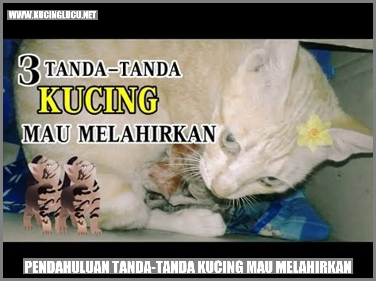 Tanda-tanda Kucing Mau Melahirkan: Diperhatikan Dan Dipahami Dengan ...