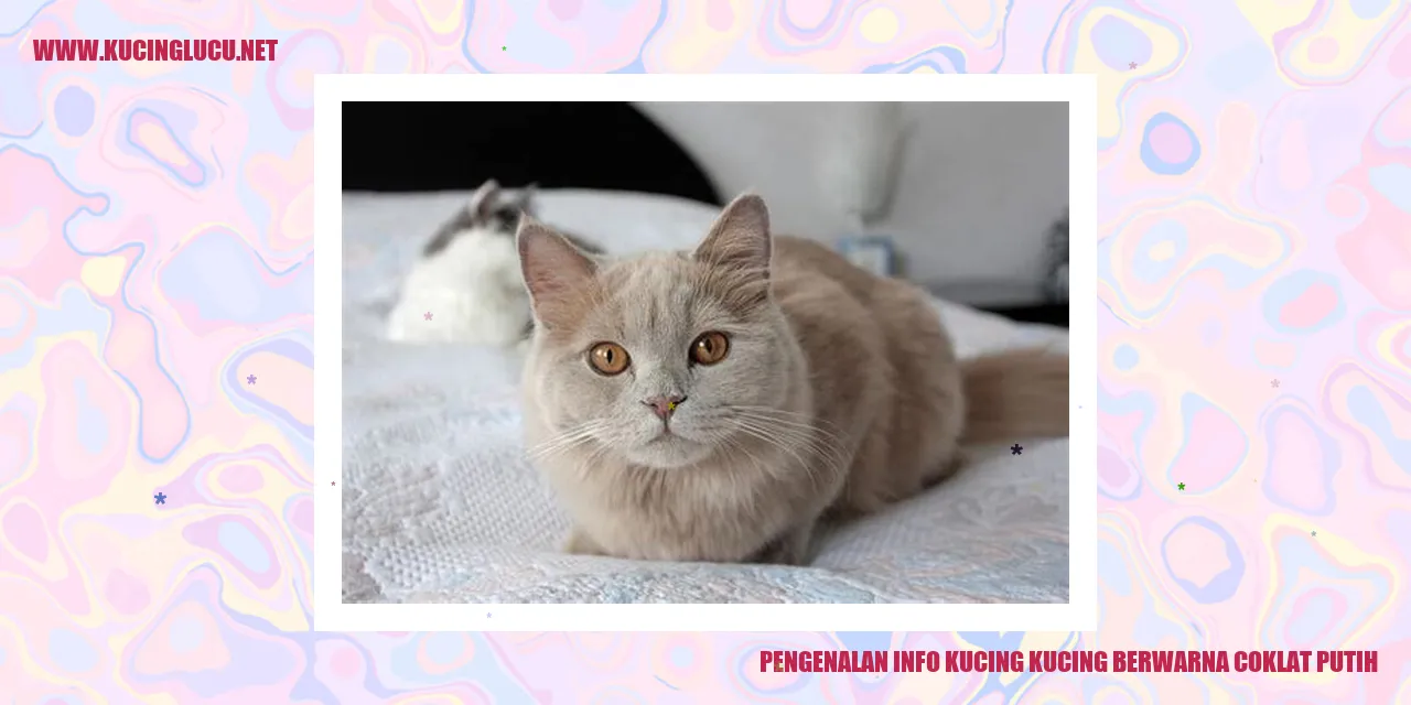 Kucing Warna Coklat Putih: Pesona Keindahan Bulu Menggemaskan | Kucing ...