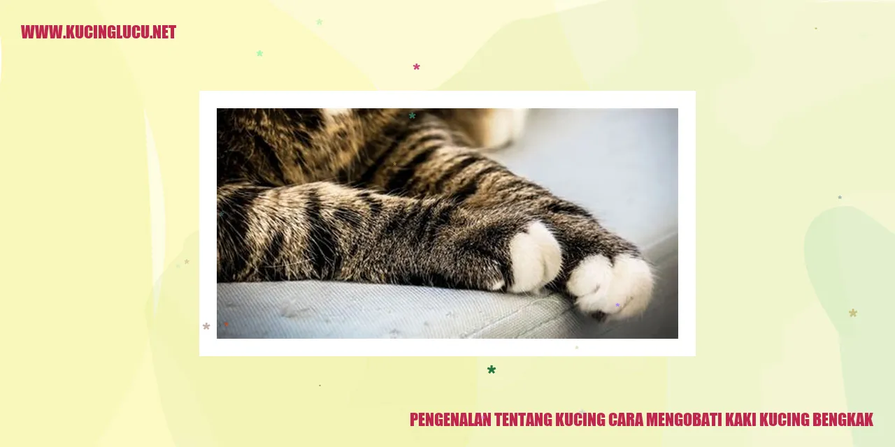 Cara Mengobati Kaki Kucing Bengkak Dengan Mudah Kucing Lucu Net