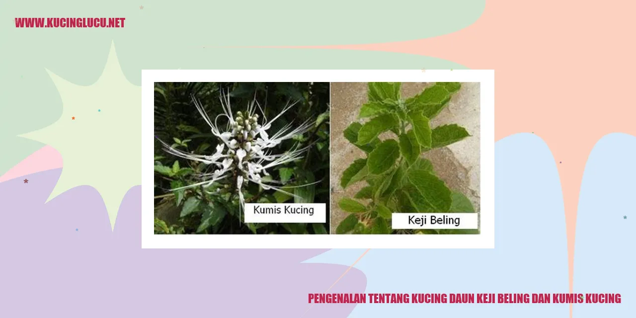 Daun Keji Beling Dan Kumis Kucing: Keajaiban Penyembuhan Dari Alam ...