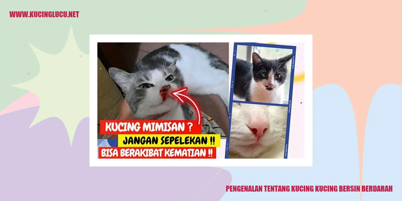 Kucing Bersin Berdarah Penyebab Dan Pengobatannya Kucing Lucu Net