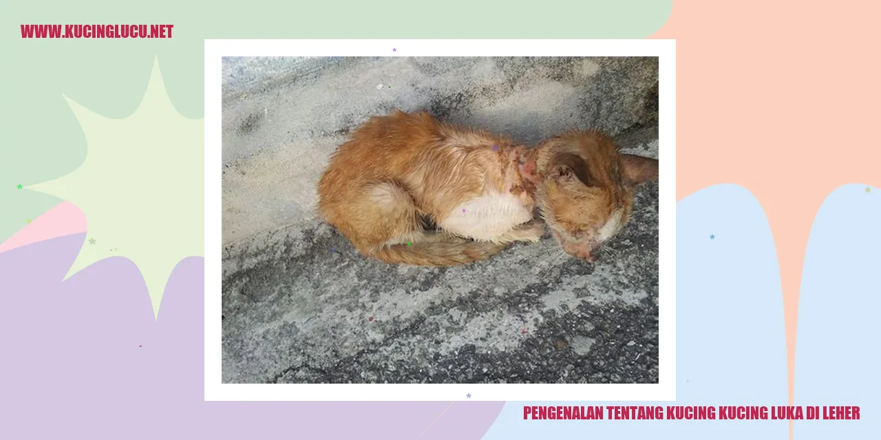 Kucing Mengalami Luka Di Leher Perhatikan Tanda Tandanya Kucing Lucu Net