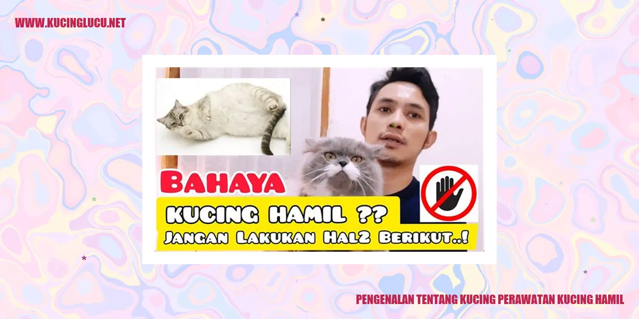 Perawatan Kucing Hamil: Tips Dan Panduan Perawatan Yang Tepat | Kucing ...