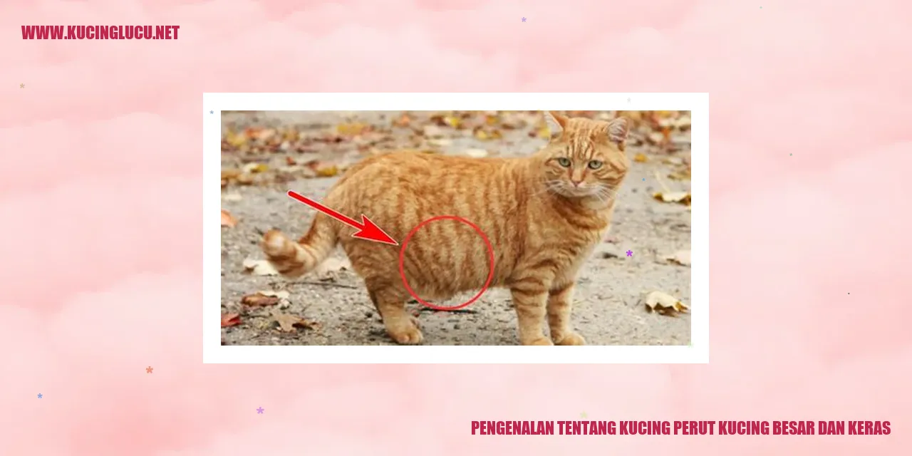 Perut Kucing Besar Dan Keras - Apa Penyebab Dan Cara Mengatasinya ...