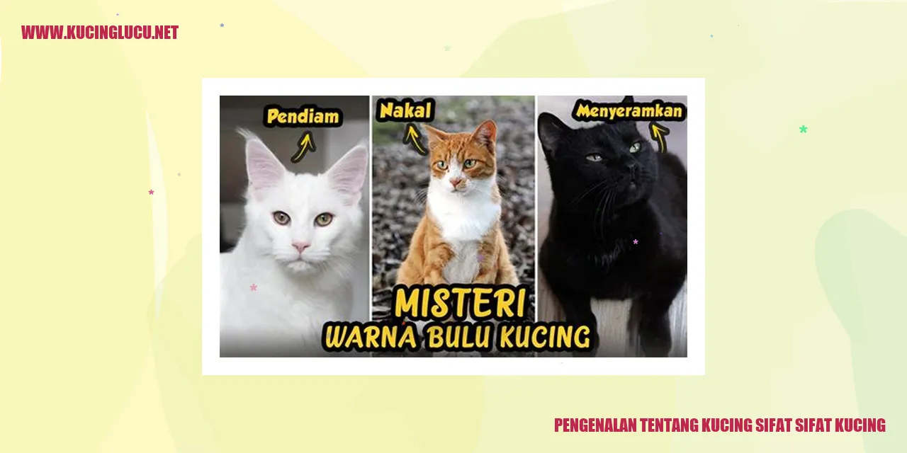 Tradisi Sifat Sifat Kucing Yang Menarik Untuk Diketahui | Kucing Lucu Net