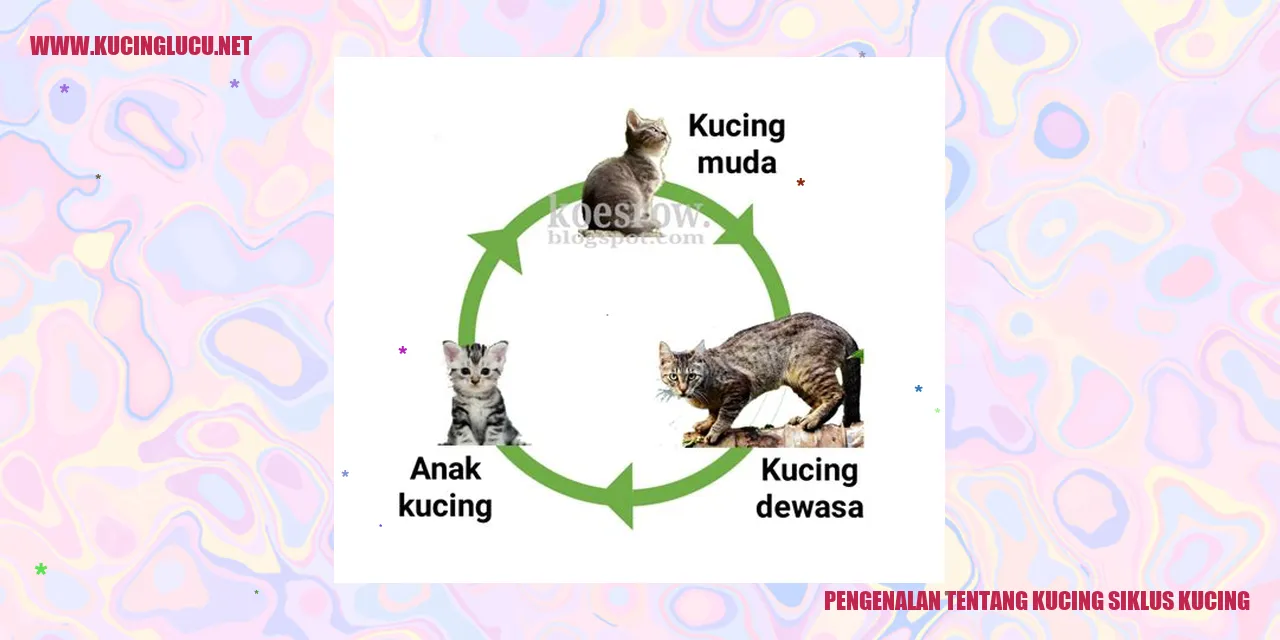 Siklus Kucing: Pertumbuhan, Pembiakan, Dan Perilaku | Kucing Lucu Net