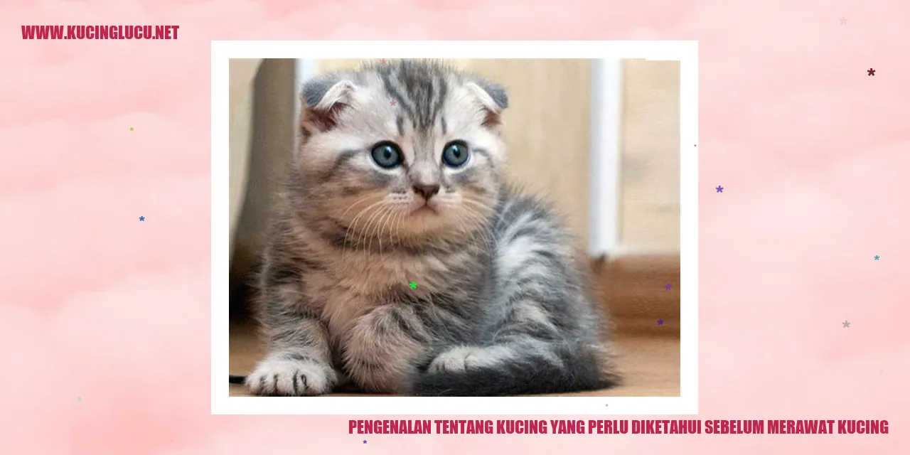 Yang Harus Diketahui Sebelum Merawat Kucing Kucing Lucu Net