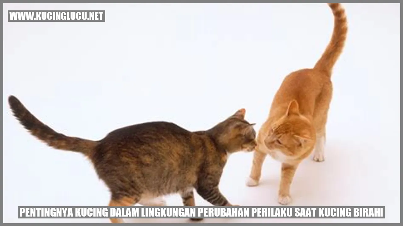 Perubahan Perilaku Saat Kucing Birahi: Mengapa Ini Penting? | Kucing ...