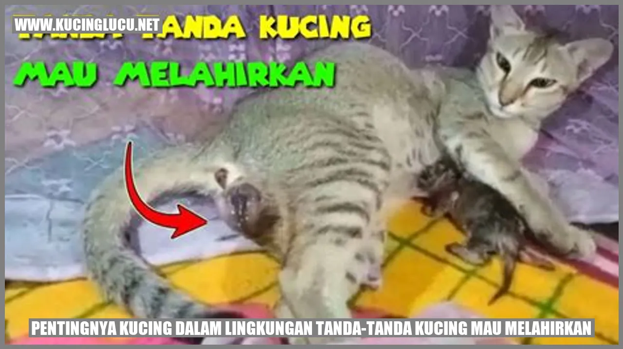 Tanda-tanda Kucing Mau Melahirkan: Diperhatikan Dan Dipahami Dengan ...