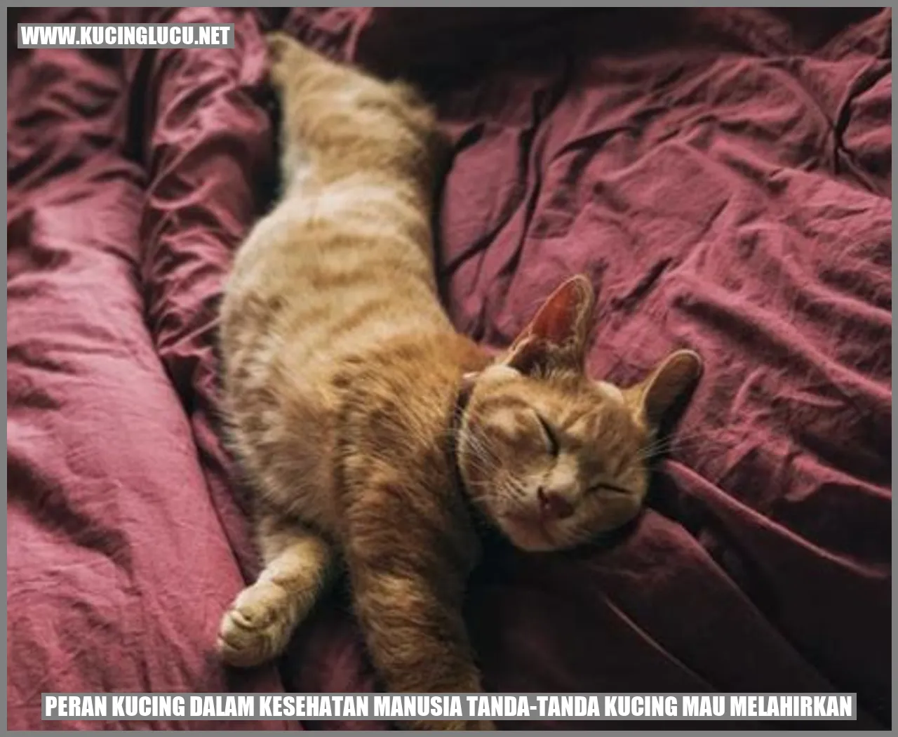 Tanda-tanda Kucing Mau Melahirkan: Diperhatikan Dan Dipahami Dengan ...