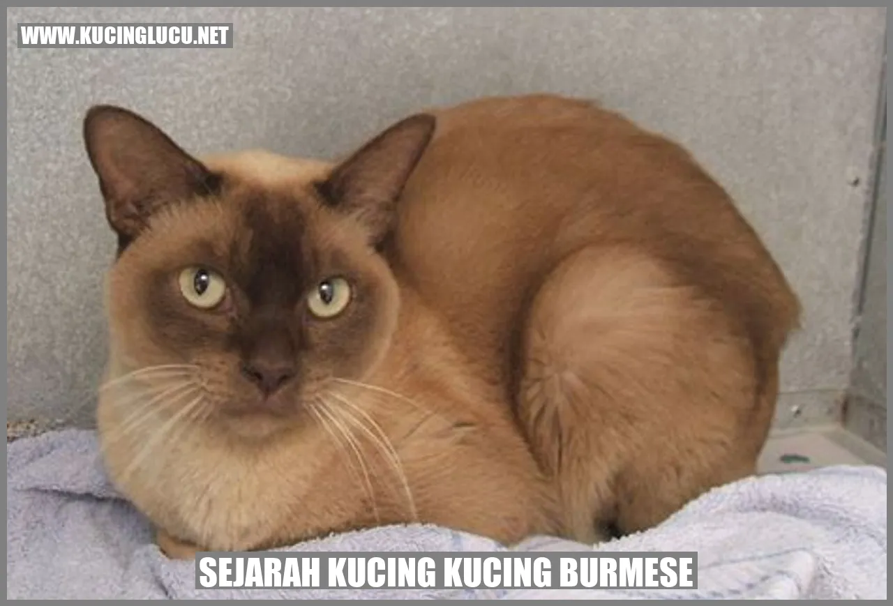 Kucing Burmese: Ras Kucing yang Manis dan Penuh Perhatian | Kucing Lucu Net