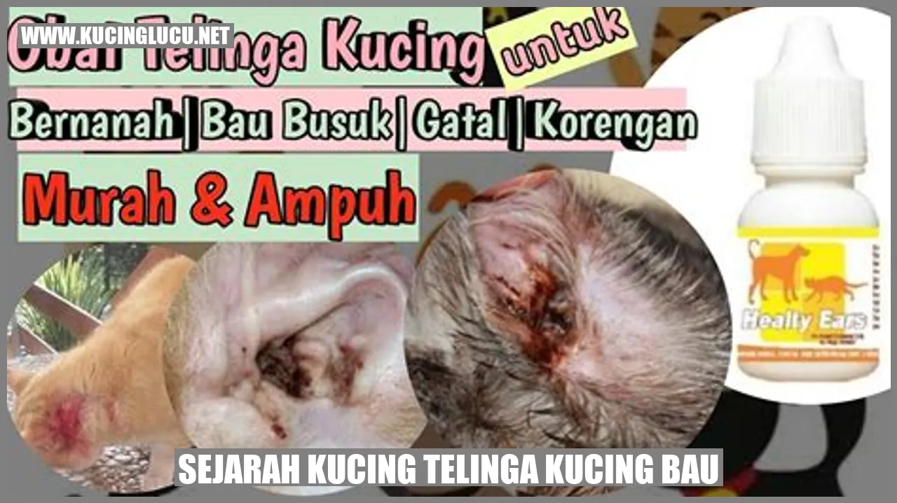 Telinga Kucing Bau Penyebab Dan Cara Mengatasinya Kucing Lucu Net